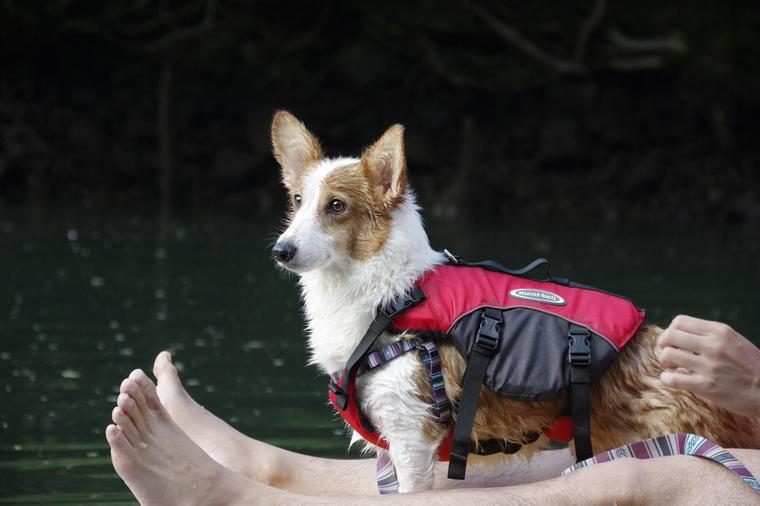 犬と遊べるSUP(サップ)